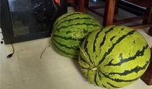 吃瓜大瓜事件,揭秘网络舆论狂欢背后的真相